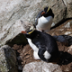 Imagen para el artículo titulado Esta especie de pingüinos deja morir a su primer polluelo y un equipo de científicos ha descubierto por qué lo hacen